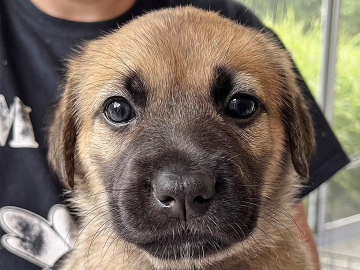 chinook puppy